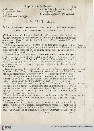 Caput XII: Inter secundinas humanas non dari membrana urinariam, neque urachum in foetu pervium