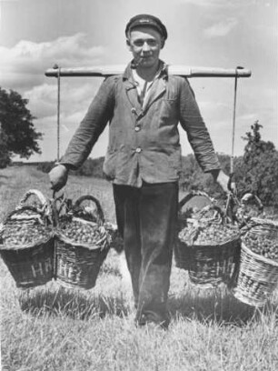 Altes Land. Hamburg. Kirschernte. Bauer trägt mit Kirschen gefüllte Körbe; 1935