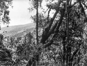 Regenwald am Kilimandscharo : Regenwald in ca. 2600 Meter Höhe, vermutlich am Kilimandscharo