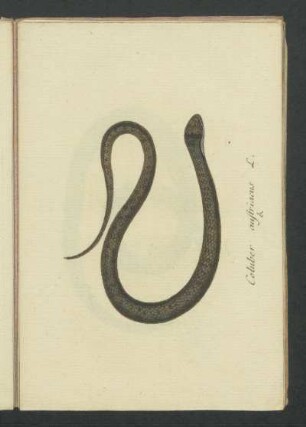 Coluber austriacus L.