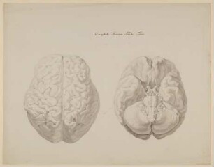 Zwei Ansichten des Gehirns eines erwachsenen Menschen [aus einem Konvolut anatomischer Zeichnungen des Christian Koeck]