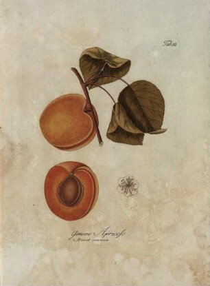 Tab. 53. Gemeine Apricose [...]