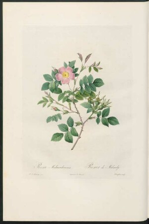 Rosa Malmundariensis. Rosier de Malmedy. Langlois sculp.