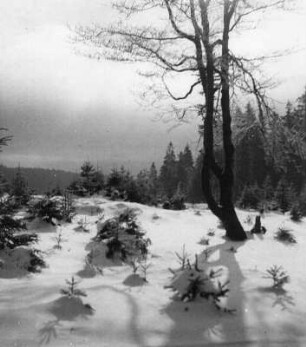 Winterbilder. Schonung im Schnee