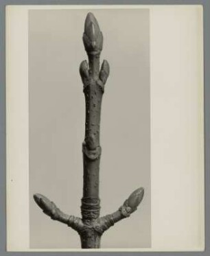Silber-Ahorn, Zweig mit Knospen (Acer saccharinum)