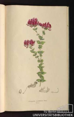 Tab. 97. Polygala cordifolia willd.