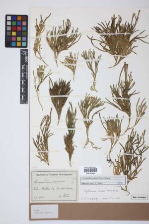 Diphasiastrum issleri (Rouy) J. Holub