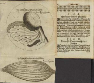 Illustration 27: Fig. I.; Fig. II