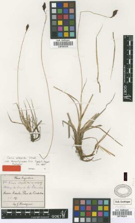 Carex atropicta Steud. var. Griseb. monodynama[syntype]