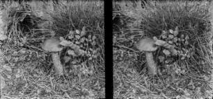 Gemeiner Birkenpilz : Gemeiner Birkenpilz (Leccinum scabrum).