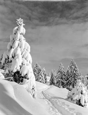 Winterbilder. Skispur zwischen verschneiten Nadelbäumen