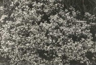 Ausdauerndes Knäuel (Scleranthus perennis), auch Ausdauerndes Knäuelkraut im Osterzgebirge