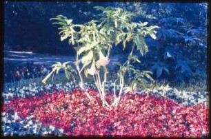 Blumenbeet im Volkspark Wilmersdorf