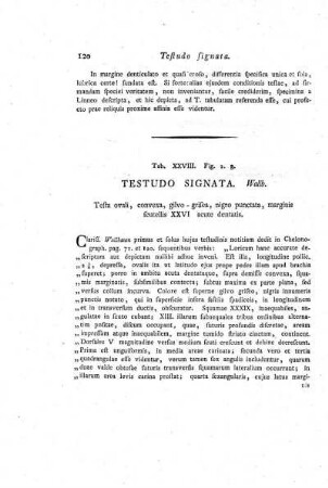 Tab. XXVIII. Fig. 2. 3. Testudo Signata.