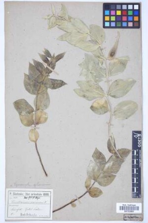 Vincetoxicum canescens canescens (Willd.) K. Schum.