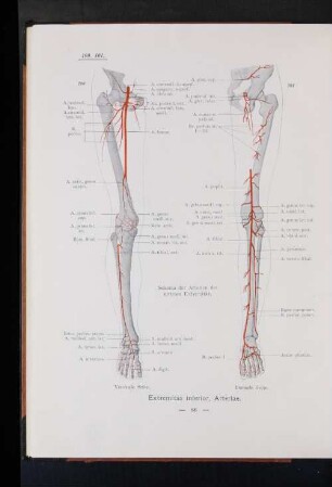 Extremitas inferior, Arteriae.