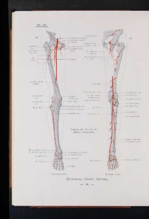 Extremitas inferior, Arteriae.