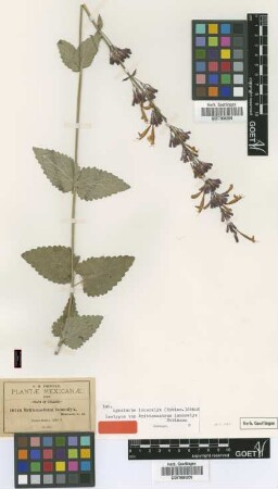 Brittonastrum ionocalyx B.L.Rob. [isotype]