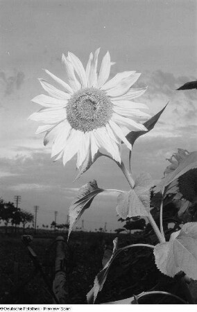 Sonnenblume