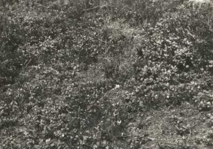 Schneeheide, auch Winterheide oder Frühlingsheidekraut genannt, (Erica carnea, Syn.: Erica herbacea), ist eine Pflanzenart aus der Gattung der Heidekräuter (Erica) innerhalb der Familie der Heidekrautgewächse (Ericaceae)