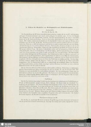 X. Molaren der Oberkiefer von Arctocyonides und Mentoclaenodon
