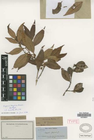 Eugenia bergiana Griseb. [syntype]