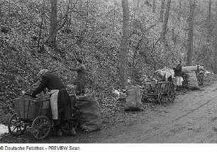 Selbstversorgung der Bevölkerung mit Brennstoffen. Frauen beladen Handwagen mit Brennholz in der Umgebung Dresdens