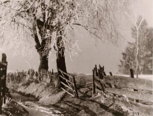 Weg mit winterlichen Bäumen und Zäunung