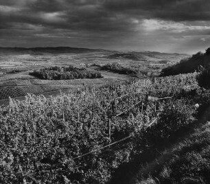 Archivfotografie "kaiserstuhl_sasbach_p2155"