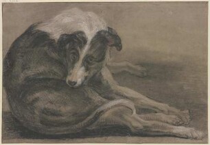 Windhund, liegend