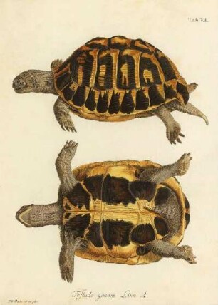 Tab VIII. Testudo graeca Linn. A.