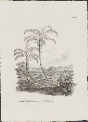 Tab. 64. Astrocaryum campestre. Cocos flexuosa.