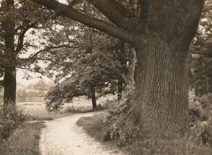 Wurschen. Große Eiche am Belgerner Teich