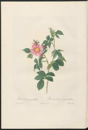 Rosa Canina grandiflora. Rosier Canin à grandes fleurs. Lemaire sculp.