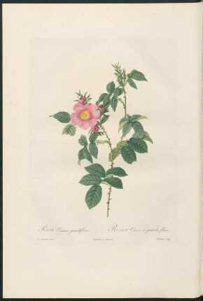 Rosa Canina grandiflora. Rosier Canin à grandes fleurs. Lemaire sculp.
