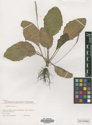 Plantago major L.