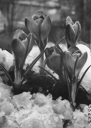 Frühlings-Krokus (Crocus vernus) im Frühlings-Safran