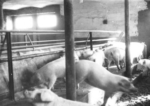 Leitbetrieb Nr. 1 Riemensberger Tiefstall für Schweine