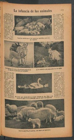 La infancia de los animales