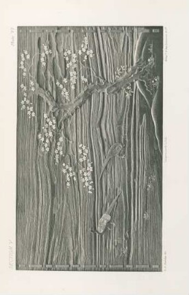 Plate VI.