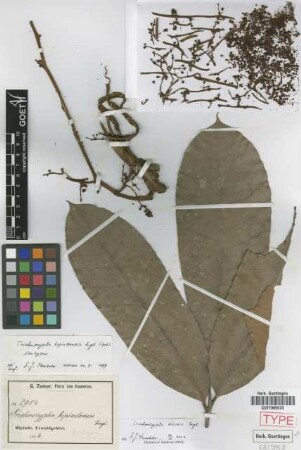 Trichoscypha bipindensis Engl. [isotype]