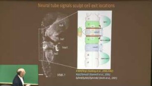 Neural Crest Cell Migration and Tissue Dynamics