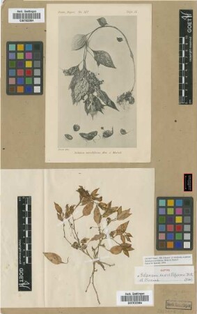 Solanum morelliforme Bitter & Münch