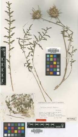 Centaurea davisii Wagenitz [isotype]