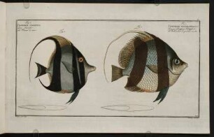 CCr, Fig. 1.: Chaetodon Macrolepidotus- Fig. 2.: Chaetodon Cornutus