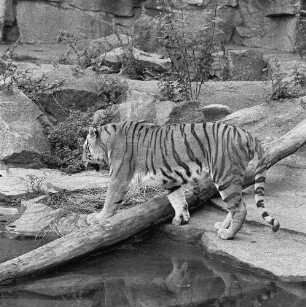 Zootiere. Sibirischer Tiger im Tierpark Berlin-Friedrichsfelde