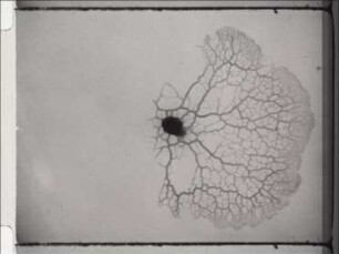 Development of Didymium (Myxomycetes) - Plasmodial Phase