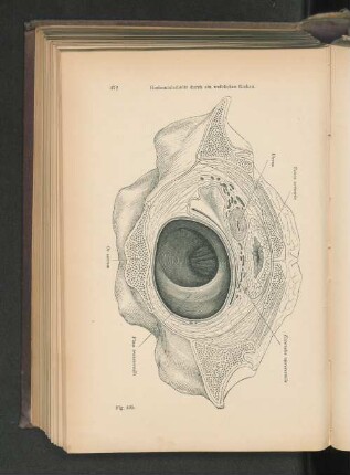 Fig. 405. Horizontalschnitt durch ein weibliches Becken.