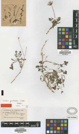 Picridium vulgare Desf. var. Boiss. maritimum