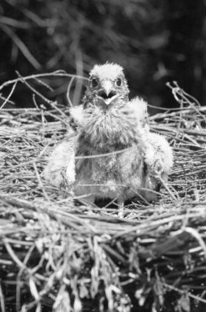 Staatliche Vogelschutzwarte in der Hermann-Schneider-Allee
